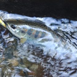 新緑の渓でアマゴと戯れる ～長良川水系～